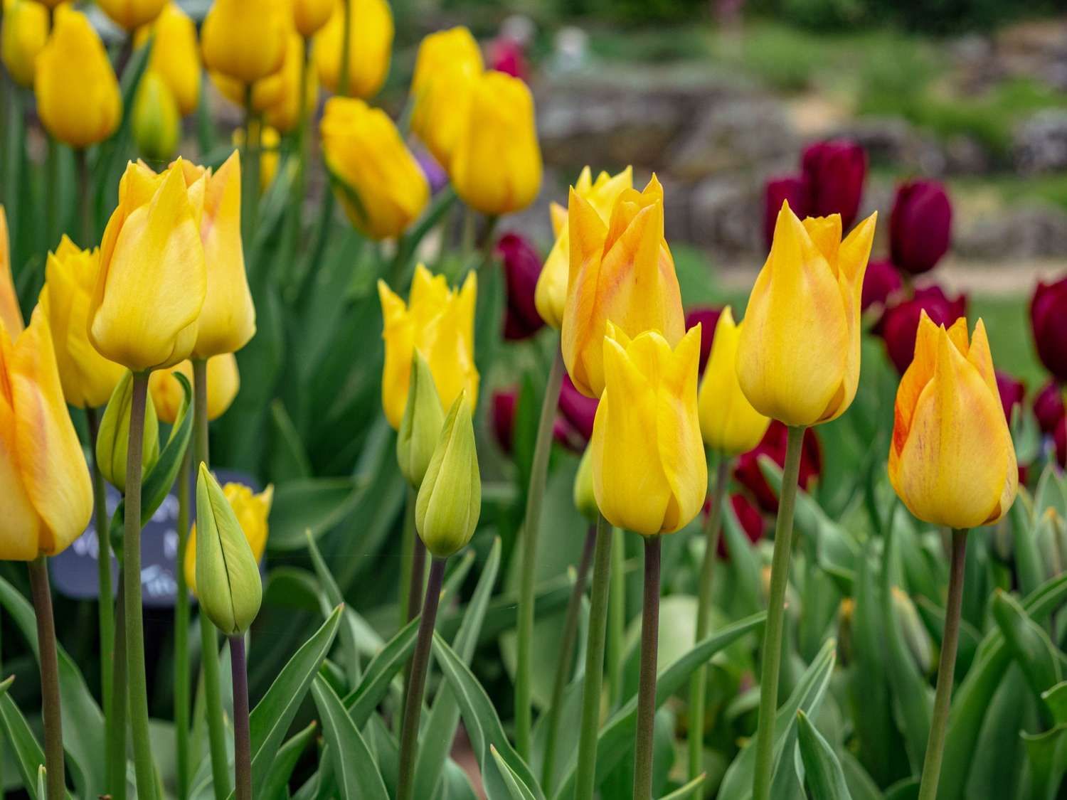 Tulppaani 'Moonblush'
